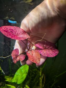 Red Nymphaea Aquatic Plant with Roots