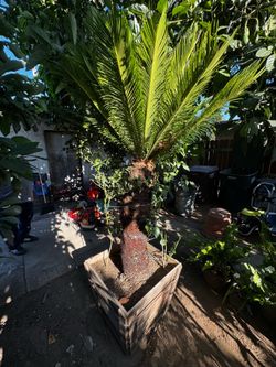 Sago Palm tree in a wooden box