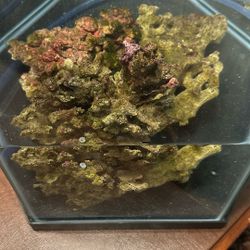 Fish Tank 
