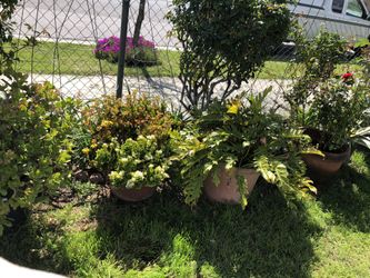 Plants