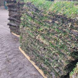 SAN AUGUSTINE PROVISTA SOD