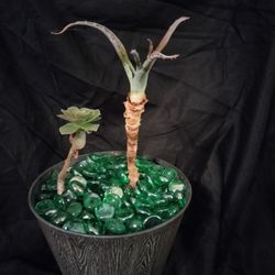 Succulent 