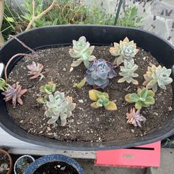 Multiple Succulents $20