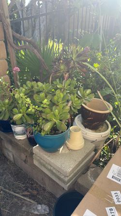 3 Type Succulents In A Pot.