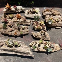 Various Succulent Driftwood Planter Arrangements $15-$30 