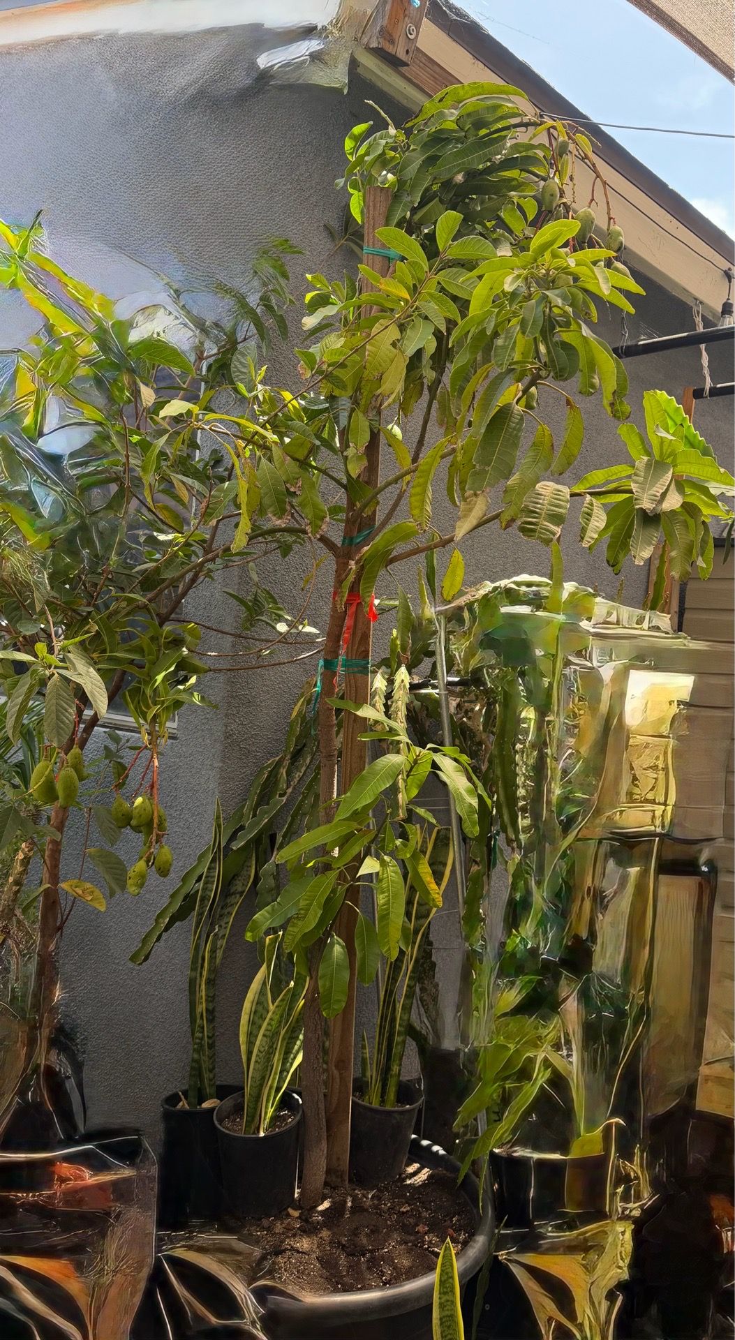 Mango tree