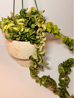 Blooming Rare L Hoya Hindu Rope Plant- 🌸 6inch