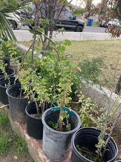 wallpapers Guamuchiles For Sale guamuchil trees for sale in los angeles