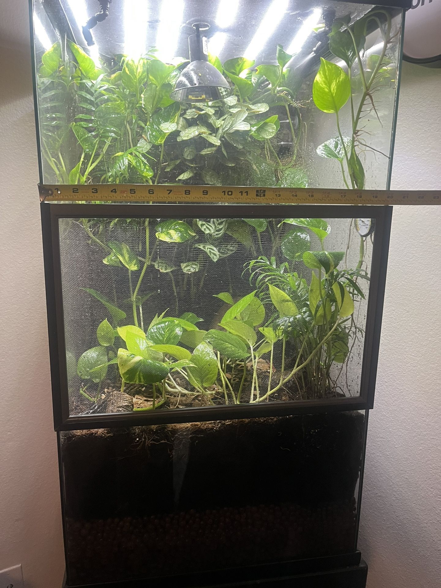 60 Gallon Planted and established Vivarium and stand