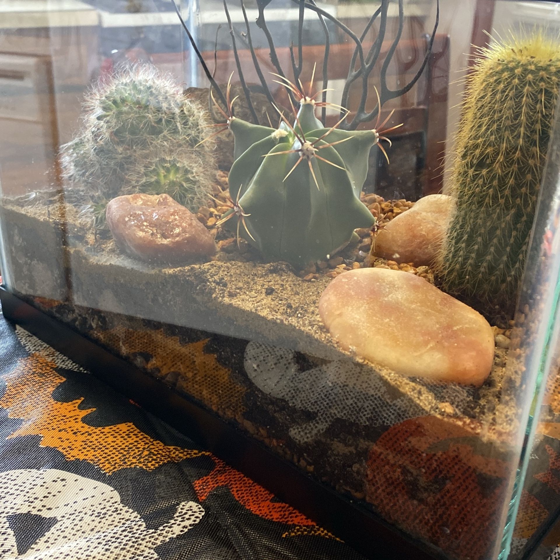 A Beautiful Live Cactus Aquarium - www.disolcolor.com