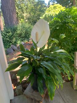 Peace, Lily