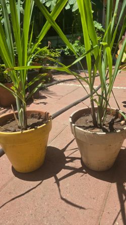Lemon grass/ limonaria.1 gl size