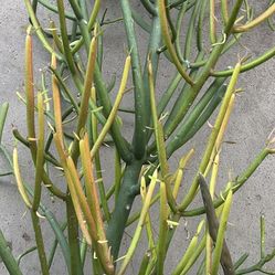 Firestick Succulent And New Tools 