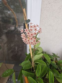 Big Hoya Carnosa Flowering...