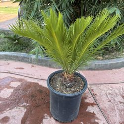 Gorgeous Sago Palm For Sale
