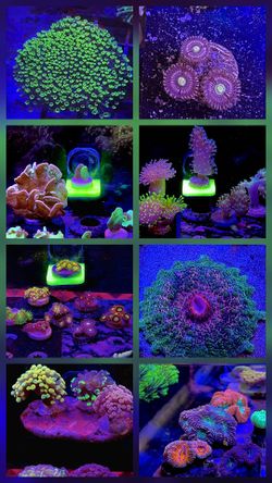 Coral! Acans, zoas, hammers, pavona and more!