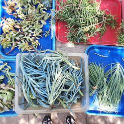 Free Succulent Cuttings- See Description Below