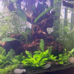 Fresh -cut Plant Cuttings