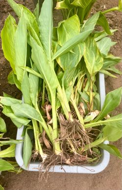 Canna Lily Plants, mixed colors Yellow, Orange  with Yellow and Red