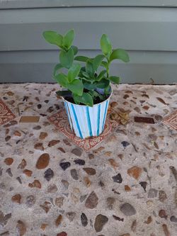 Green wandering jew with pink flowers