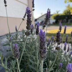 Fresh Lavender Bushel 