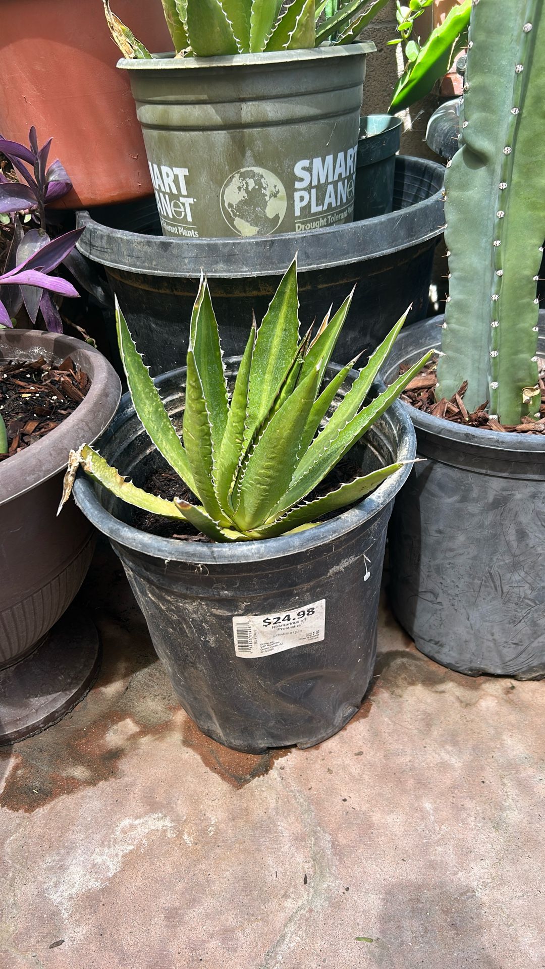 Agave And Aloe Vera