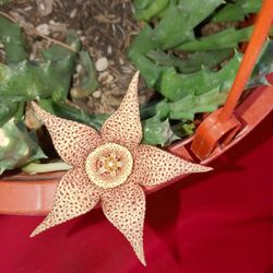 Stapelia In Pot
