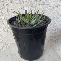 1 Gallon Pot of Succulent Plant - Hedgehog Aloe - Aloe Humilis - Established & Rooted - Drought Resistant - 🪴
