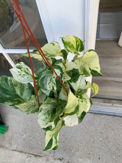 Photos manjula indoor plants
