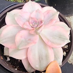 Succulents Plants Rare Variegated Pink Delight Collectors Choice 1 Avail Pick Up In Upland 