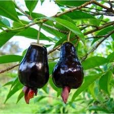 Cherry Of Rio Grande 