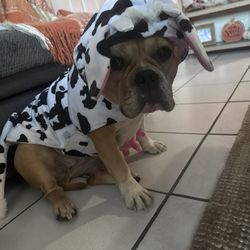 Dog Costume Size Large 