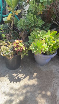 Plants for sale