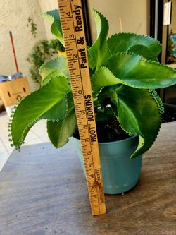 Mother Of Thousands/Devils BackBone/Etc