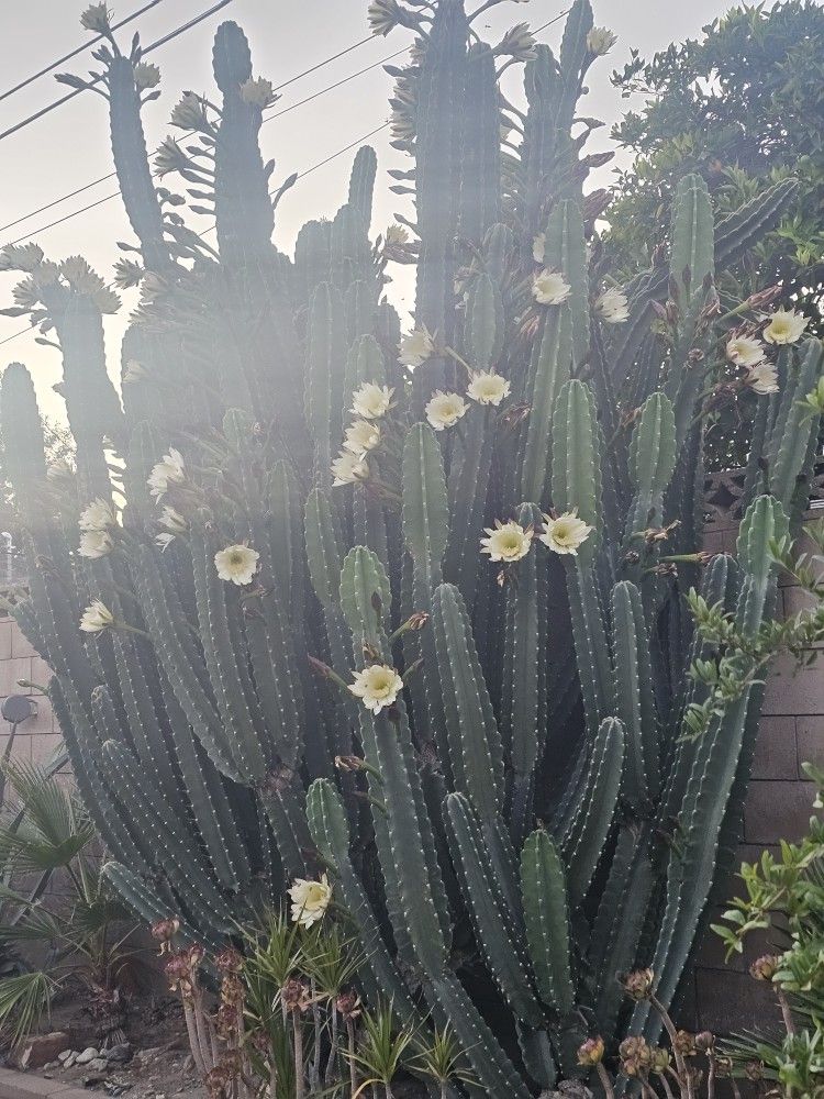 Cactus For Sale. π΅ . Different Sizes. Please Read Notes