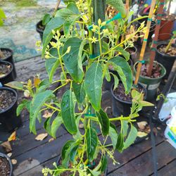 Fuerte Avocado Tree
