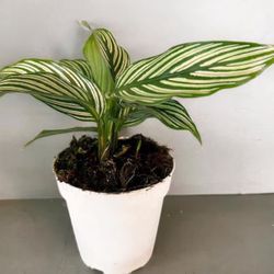 Calathea Vittia Plant in 4” Pot