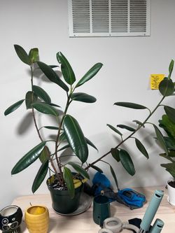 Rubber plant
