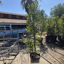 Carolina Cherry 15gal