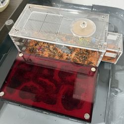 Imported red fire ants colony with Queen