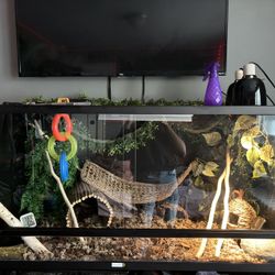 snake, accessories & Cage
