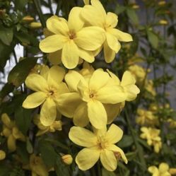 Yellow Flower Primrose Jasmine Mai Nhật