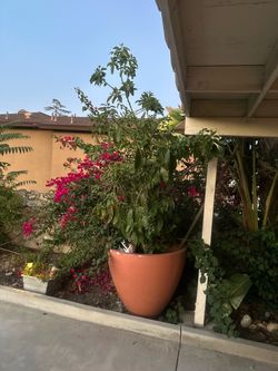 Avocado tree
