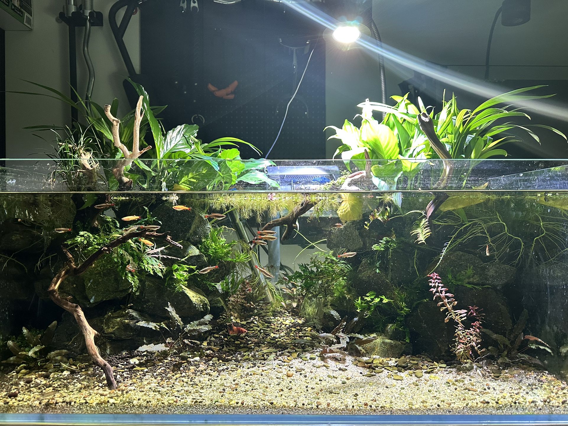 UNS 90S Fish Tank Aquarium- Full Setup