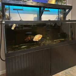 125 Gallon Aquarium