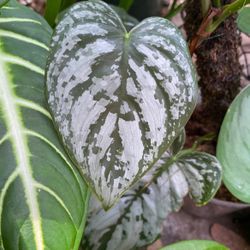 Philodendron Brandi