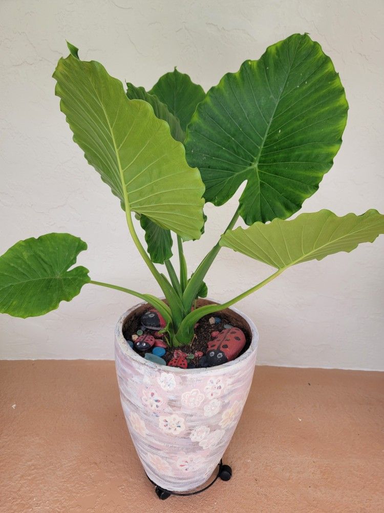 Alocasia Plant In Big Pot