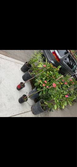 Plantas corona de Cristo … diferentes precios