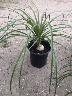 1 gallon pony tail palm