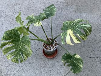 Monstera Deliciosa Legacy